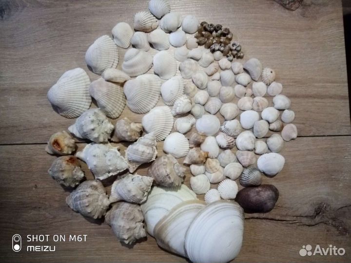Набор ракушек