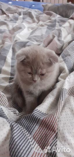 Продам котят шотландцы