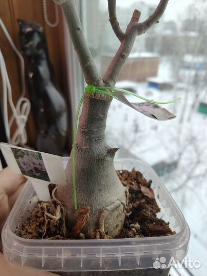 Адениум прививки