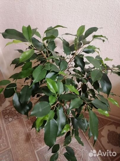 Фикус Бенджамина Даниэль