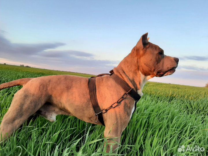 Вязка.Американский стаффордширский терьер