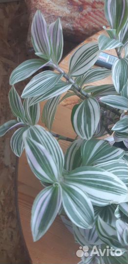 Традесканция