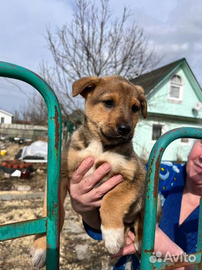 Собака дворняга