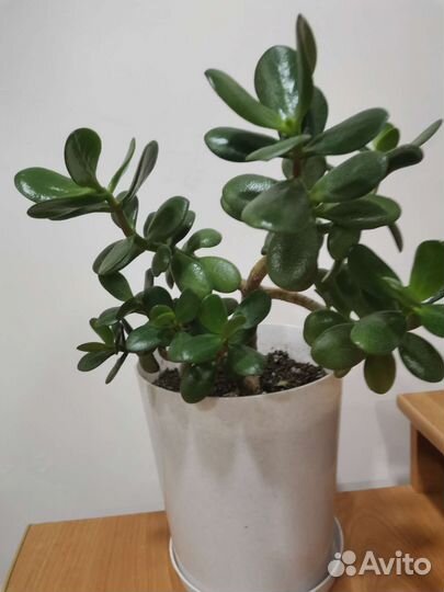 Цветы Алоэ вера