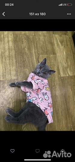 Кофта для кошки