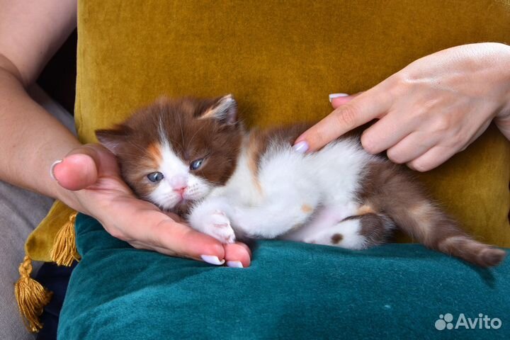 Британские котята изысканных окрасов