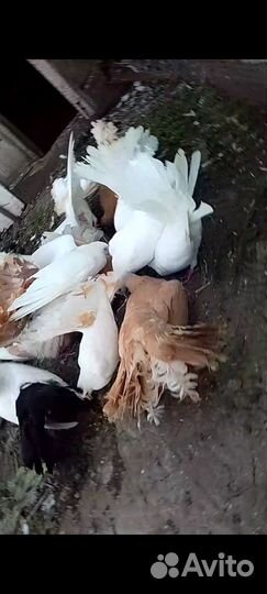 Продажа голубей павлинов