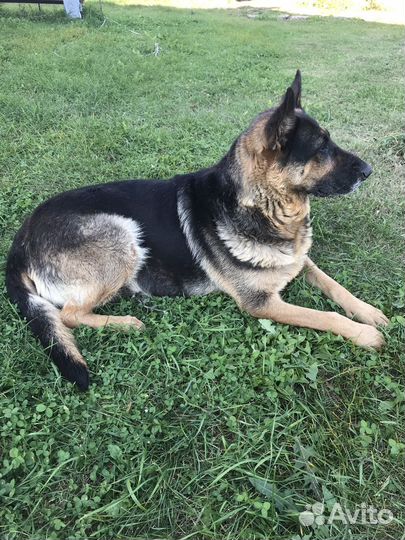 Щенки немецкой овчарки