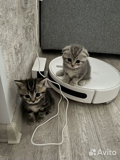 Шотландские котята