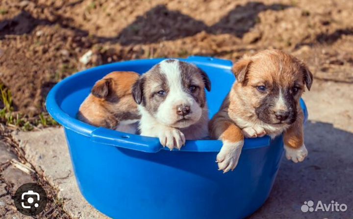 Щенки