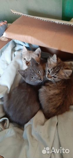 Котята в добрые руки