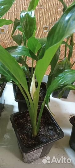 Спатифиллум, женское счастье