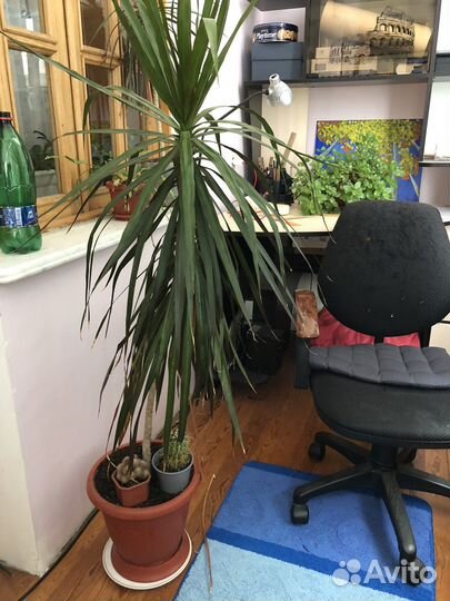 Пальма драцена