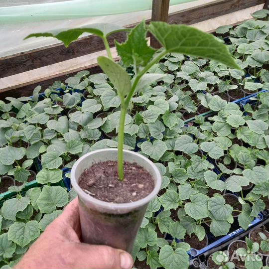 Рассада помидор, перца, баклажан, огурцов, базили