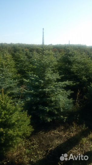 Ель колючая зелено-сизая (голубая)