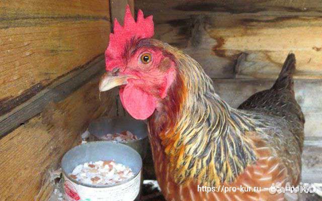 Яичная скорлупа(для птиц,улиток)