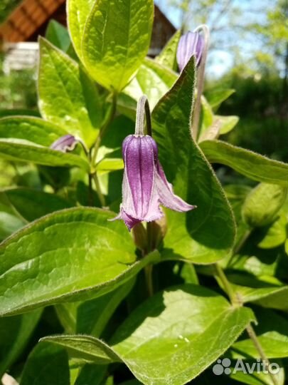 Многолетники красивые редкие Тюмень