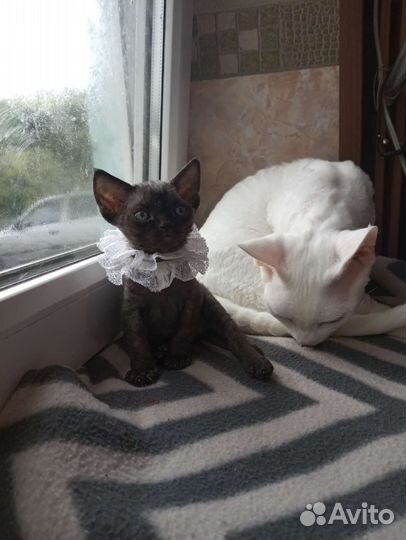 Девон-рекс котята