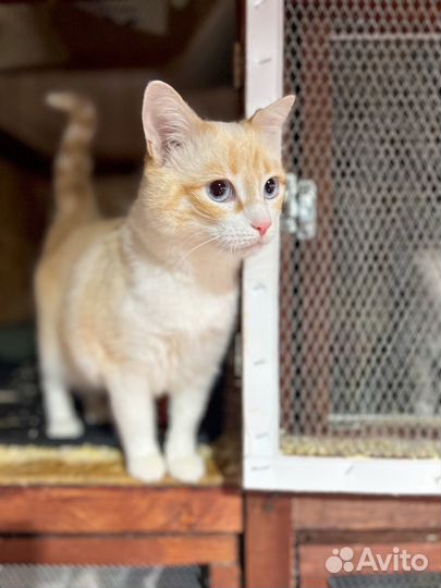 Кот ищет дом