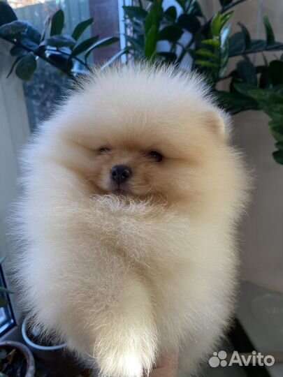 Щенки шпица