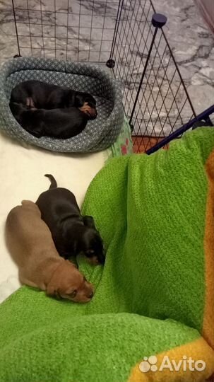 Щенки таксы