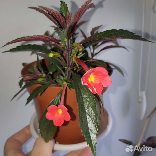 Ахименес Сабрина