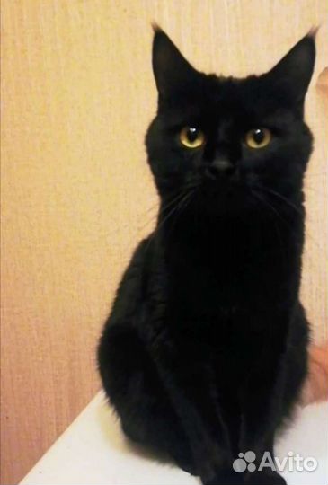 Молодая кошка Шеба