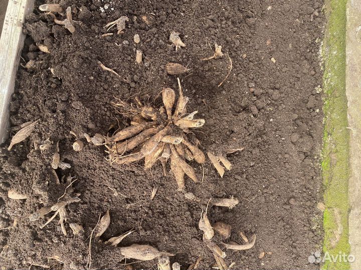 Клубни гергина Эвелин