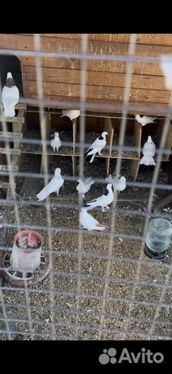 Голуби бойные