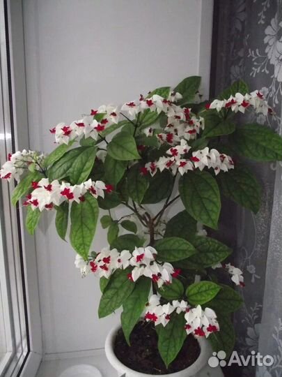 Клеродендрум