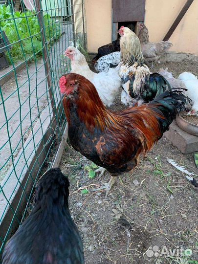 Петушки породы Маран и Амераукана