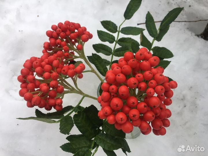 Для фотосессиий ветки рябины