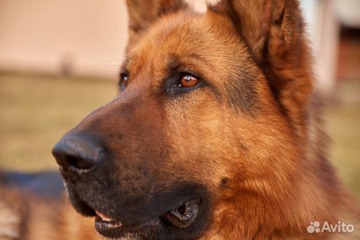 Немецкая овчарка вязка кобель