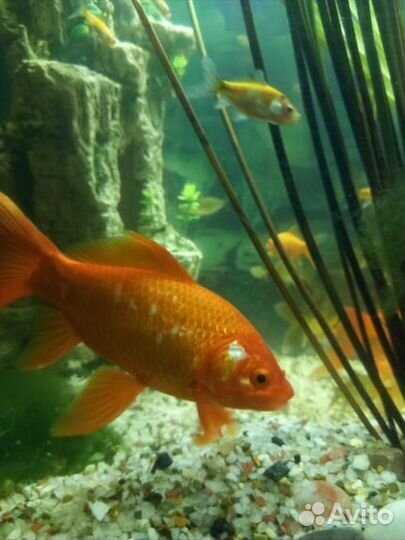 Золотые рыбки каметы