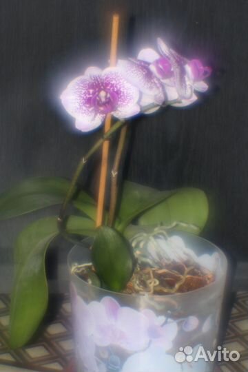 Монокль из Helios 44-2, переходник М-42 на Canon