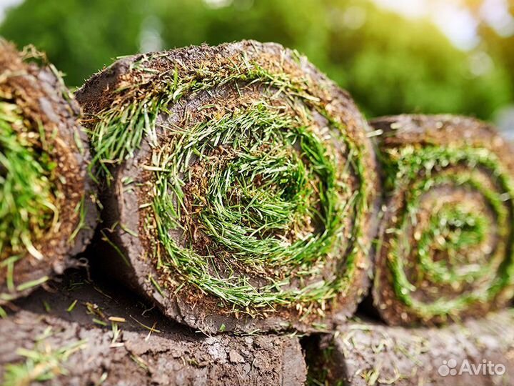 Газонная трава в рулонах «Мятлик 100%»