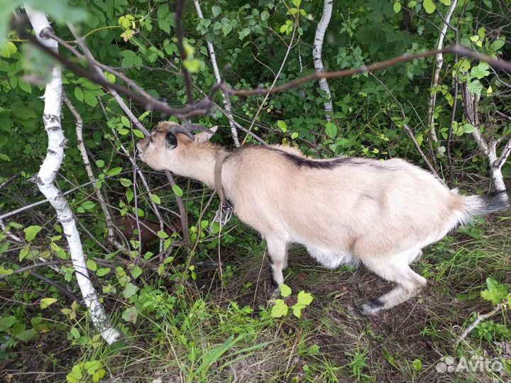 Камерунские козы