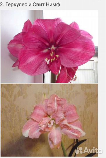 Гиппиаструм