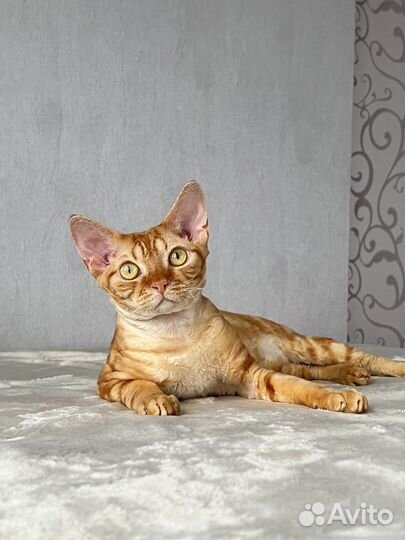 Девон-рекс вязка, Чемпион WCF