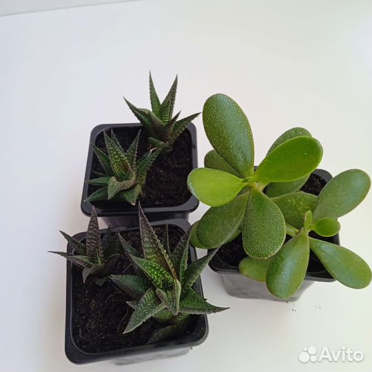 Растения для дома, не прихотливые, создают уют