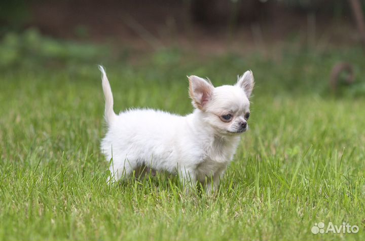 Чихуахуа мини мальчик