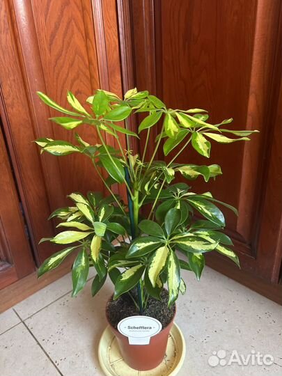 Шефлера Герда