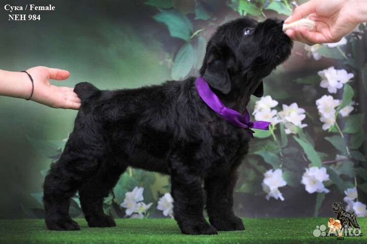 Щенок Русского Чёрного Терьера