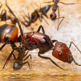 Муравьи Camponotus Nicobarensis для муравьиной