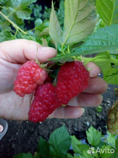 Малина штамбовая, ремонт., лет.,саж