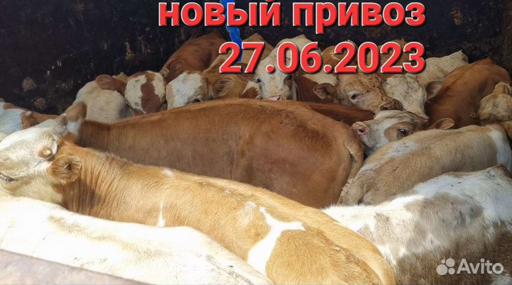 Бычки телята симментал