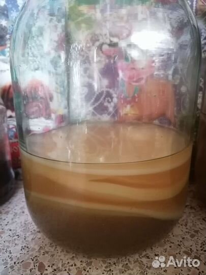 Чайный гриб