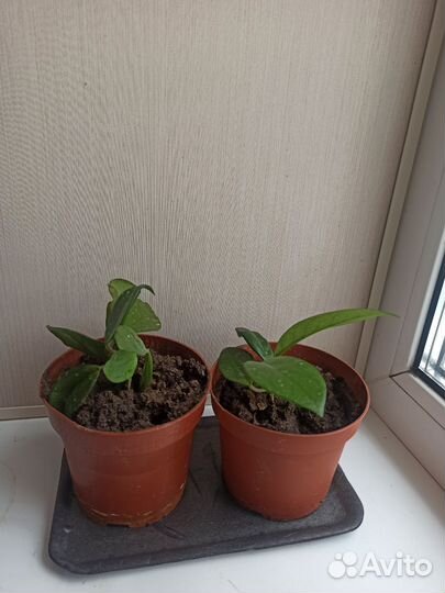 Хоя, кислица, каланхое