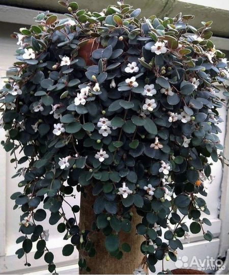 Кодонанта Пауле и голден