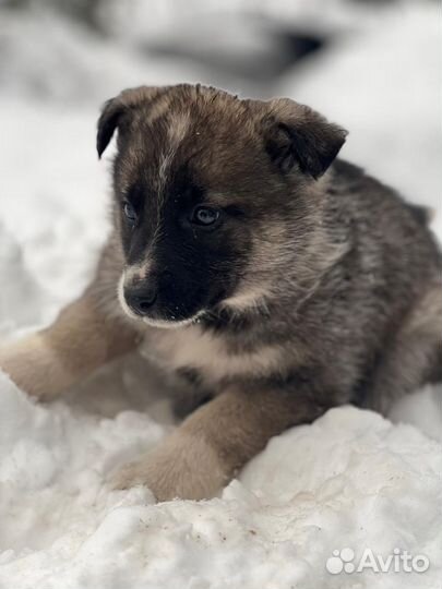 Ищем добрых хозяев